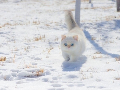 Un chat en hiver : bien protéger votre félin quand il fait froid dehors