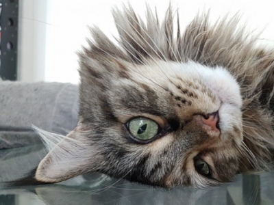 Cat hair : how to overcome it ? 