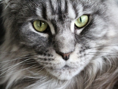 What are the most popular cat breeds in France ?