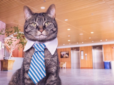 Which jobs can you find to work with cats ? 