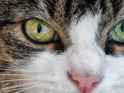 The cat : an animal that is good to our health !