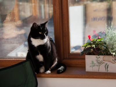 Cat proofing : aménagez une maison sûre pour votre chat