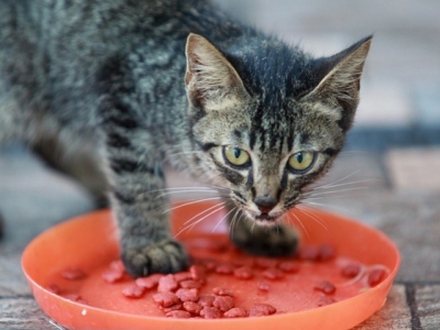 Dry or Canned food: what is the best way to feed your cat ?