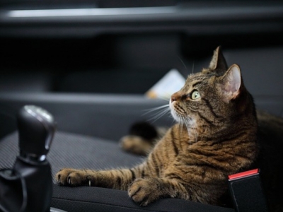 How to choose the perfect cat carrier ?