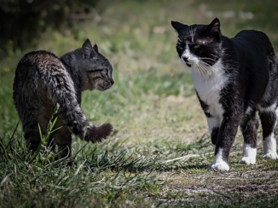 Cat Fights : how to Protect Your Cat ?