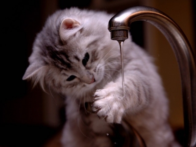 Les chats détestent-ils vraiment l’eau ?