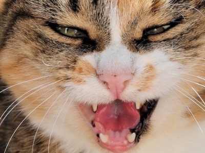 Dents du chat : comment en prendre soin ?