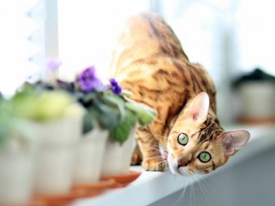 5 advices to become an eco-friendly cat owner