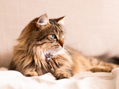 How to take care of long-haired cats