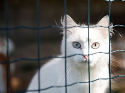 Adopting a cat from a shelter: what you need to know