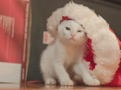 DIY: create an Advent calendar for your cat