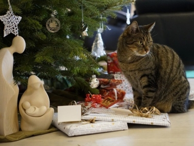 5 idées pour gâter son chat à Noël