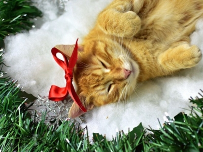 Christmas is coming : our wishlist for cat lovers 
