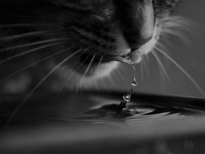 Your cat, this water lover