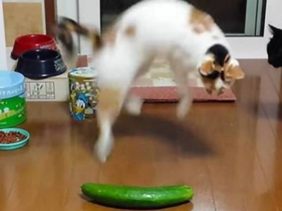 Why are cats afraid of cucumbers?