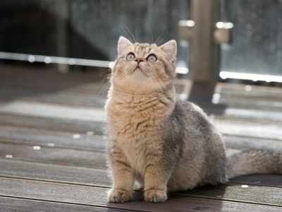 Le british shorthair, un chat d’intérieur calme
